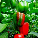 101+ Seeds CALIFORNIA Wonder Sweet BELL PEPPER Seeds Organic Vegetable Garden Container (Seeds)