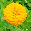 300+ Seeds YELLOW ZINNIA Seeds Big Cut Flowers Summer Garden Flowering Annual Fast Easy (Seeds) 300+ Seeds YELLOW ZINNIA Seeds Big Cut Flowers Summer Garden Flowering Annual Fast Easy (Seeds)