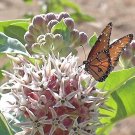 100+ Seeds SHOWY MILKWEED Flower Seeds Native Wildflower Pollinators Garden Container (Seeds)