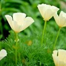 1001+ Seeds WHITE Linen CALIFORNIA POPPY Flower Seed Native Wildflower Garden Container (Seeds) 1001+ Seeds WHITE Linen CALIFORNIA POPPY Flower Seed Native Wildflower Garden Container (Seeds)