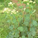 100+ Seeds GREAT INDIAN PLANTAIN Seeds Tall Native Wildflower Heat Cold Full Sun Shade (Seeds) 100+ Seeds GREAT INDIAN PLANTAIN Seeds Tall Native Wildflower Heat Cold Full Sun Shade (Seeds)