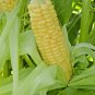 60+ Seeds BANTAM 8 ROW SWEET CORN Seeds Organic Non Hybrd Native Heirloom Vegetable (Seeds)