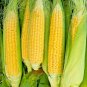 60+ Seeds BANTAM 8 ROW SWEET CORN Seeds Organic Non Hybrd Native Heirloom Vegetable (Seeds)