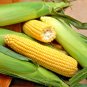 60+ Seeds BANTAM 8 ROW SWEET CORN Seeds Organic Non Hybrd Native Heirloom Vegetable (Seeds)