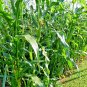 60+ Seeds BANTAM 8 ROW SWEET CORN Seeds Organic Non Hybrd Native Heirloom Vegetable (Seeds)