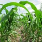 60+ Seeds BANTAM 8 ROW SWEET CORN Seeds Organic Non Hybrd Native Heirloom Vegetable (Seeds)
