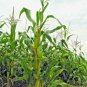 60+ Seeds BANTAM 8 ROW SWEET CORN Seeds Organic Non Hybrd Native Heirloom Vegetable (Seeds)