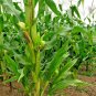 60+ Seeds BANTAM 8 ROW SWEET CORN Seeds Organic Non Hybrd Native Heirloom Vegetable (Seeds)
