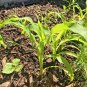 60+ Seeds BANTAM 8 ROW SWEET CORN Seeds Organic Non Hybrd Native Heirloom Vegetable (Seeds)