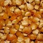 60+ Seeds BANTAM 8 ROW SWEET CORN Seeds Organic Non Hybrd Native Heirloom Vegetable (Seeds)