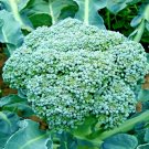 300+ Seeds Green SPROUTING BROCCOLI Seeds Organic Heirloom Cool Season Vegetable Garden (Seeds) 300+ Seeds Green SPROUTING BROCCOLI Seeds Organic Heirloom Cool Season Vegetable Garden (Seeds)
