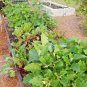 100+ Seeds EARLY WONDER Beet Seeds Native Heirloom Vegetable Garden Patio Container (Seeds)