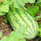 25+ Seeds CONGO WATERMELON Seeds Organic Heirloom Vine XL 30-50lbs Summer Garden Easy (Seeds) 25+ Seeds CONGO WATERMELON Seeds Organic Heirloom Vine XL 30-50lbs Summer Garden Easy (Seeds)