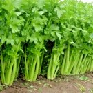 1001+ Seeds TALL UTAH CELERY Seeds Organic Heirloom Vegetable Summer Garden Container (Seeds) 1001+ Seeds TALL UTAH CELERY Seeds Organic Heirloom Vegetable Summer Garden Container (Seeds)