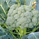 300+ Seeds Waltham 29 BROCCOLI Seeds Organic Heirloom Cool Season Vegetable Garden Easy (Seeds)