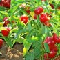 100+ Seeds Hot Red CHERRY PEPPER Seeds Organic Vegetable Garden Patio Container Easy (Seeds)