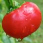 100+ Seeds Hot Red CHERRY PEPPER Seeds Organic Vegetable Garden Patio Container Easy (Seeds)