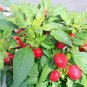 100+ Seeds Hot Red CHERRY PEPPER Seeds Organic Vegetable Garden Patio Container Easy (Seeds)