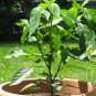 100+ Seeds Hot Red CHERRY PEPPER Seeds Organic Vegetable Garden Patio Container Easy (Seeds)