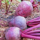 101+ Seeds DETROIT DARK RED BEET Seeds Heirloom Vegetable Garden Patio Container Easy (Seeds)