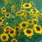 2001+ Seeds Dwarf PLAINS COREOPSIS Seeds Native Wildflower Pollinators (Seeds)