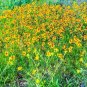 2001+ Seeds Dwarf PLAINS COREOPSIS Seeds Native Wildflower Pollinators (Seeds)