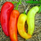 100+ Seeds Sweet BANANA PEPPER Seeds Organic Vegetable Garden Container Hungarian Easy (Seeds) 100+ Seeds Sweet BANANA PEPPER Seeds Organic Vegetable Garden Container Hungarian Easy (Seeds)