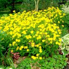 501+COMMON EVENING PRIMROSE Flower Seeds Annual Wildflower Garden Container Easy (Seeds) 501+COMMON EVENING PRIMROSE Flower Seeds Annual Wildflower Garden Container Easy (Seeds)