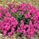 1000+ Seeds CATCHFLY Flower Seeds None So Pretty Native Wildflower Patio Container Easy (Seeds) 1000+ Seeds CATCHFLY Flower Seeds None So Pretty Native Wildflower Patio Container Easy (Seeds)