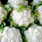 400+ Seeds SNOWBALL CAUILFLOWER Seeds Organic Heirloom Vegetable Garden Container Easy (Seeds)