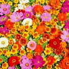 2000+ Seeds Tall NATIVE WILDFLOWER MIX Seeds 19 Flowering Annuals Cut Flowers Fast Easy (Seeds)