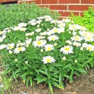 300+ Seeds SILVER PRINCESS Seeds Dwarf Shasta Daisy Cut Flowers Container Garden Easy (Seeds) 300+ Seeds SILVER PRINCESS Seeds Dwarf Shasta Daisy Cut Flowers Container Garden Easy (Seeds)
