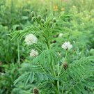 301+ Seeds ILLINOIS BUNDLE FLOWER Native Wildflower Poor Soils Heat Cold Dried Flowers (Seeds) 301+ Seeds ILLINOIS BUNDLE FLOWER Native Wildflower Poor Soils Heat Cold Dried Flowers (Seeds)