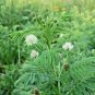 301+ Seeds ILLINOIS BUNDLE FLOWER Native Wildflower Poor Soils Heat Cold Dried Flowers (Seeds)