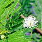 301+ Seeds ILLINOIS BUNDLE FLOWER Native Wildflower Poor Soils Heat Cold Dried Flowers (Seeds)