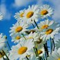 25,000+ Seeds SHASTA DAISY Native Wildflower Cut Flowers Summer Garden Pollinators (1 oz Seeds)