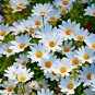 25,000+ Seeds SHASTA DAISY Native Wildflower Cut Flowers Summer Garden Pollinators (1 oz Seeds)