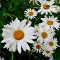 25,000+ Seeds SHASTA DAISY Native Wildflower Cut Flowers Summer Garden Pollinators (1 oz Seeds)