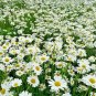 25,000+ Seeds SHASTA DAISY Native Wildflower Cut Flowers Summer Garden Pollinators (1 oz Seeds)