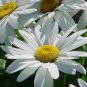 25,000+ Seeds SHASTA DAISY Native Wildflower Cut Flowers Summer Garden Pollinators (1 oz Seeds)