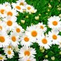25,000+ Seeds SHASTA DAISY Native Wildflower Cut Flowers Summer Garden Pollinators (1 oz Seeds)
