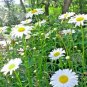 25,000+ Seeds SHASTA DAISY Native Wildflower Cut Flowers Summer Garden Pollinators (1 oz Seeds)