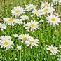 25,000+ Seeds SHASTA DAISY Native Wildflower Cut Flowers Summer Garden Pollinators (1 oz Seeds)