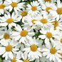 25,000+ Seeds SHASTA DAISY Native Wildflower Cut Flowers Summer Garden Pollinators (1 oz Seeds)