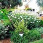 25,000+ Seeds SHASTA DAISY Native Wildflower Cut Flowers Summer Garden Pollinators (1 oz Seeds)