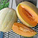 41+ Seeds HALES Best Jumbo CANTALOUPE Seeds Heirloom Melon Fruit Vine Summer Garden (Seeds) 41+ Seeds HALES Best Jumbo CANTALOUPE Seeds Heirloom Melon Fruit Vine Summer Garden (Seeds)