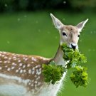 15,000+ Seeds DEER PROOF Wildflower Mix Seeds 15 Different Flowering Annual Perennial (1 oz Seeds)