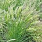 200,000+ Seeds PRAIRIE JUNE GRASS Seeds Native Ornamental Cold Container Easy (1 oz Seeds)