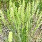 200,000+ Seeds PRAIRIE JUNE GRASS Seeds Native Ornamental Cold Container Easy (1 oz Seeds)