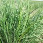 200,000+ Seeds PRAIRIE JUNE GRASS Seeds Native Ornamental Cold Container Easy (1 oz Seeds)